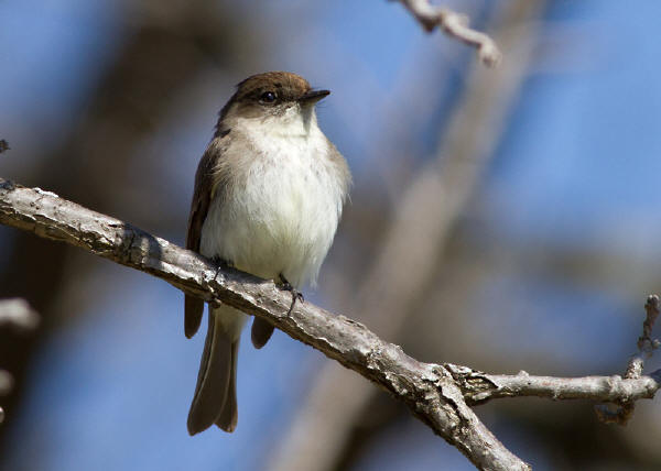 Eastern Phoebe
