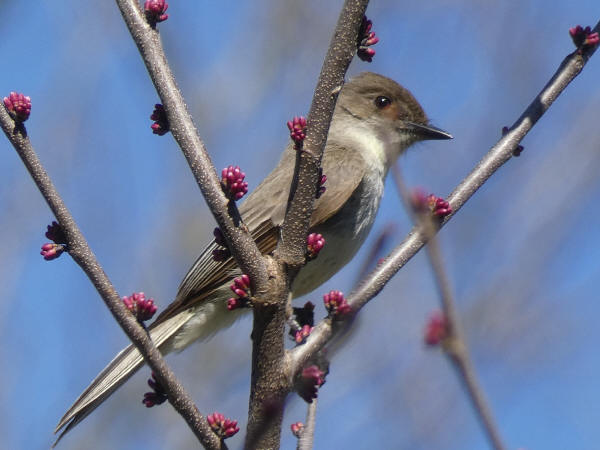 Eastern Phoebe