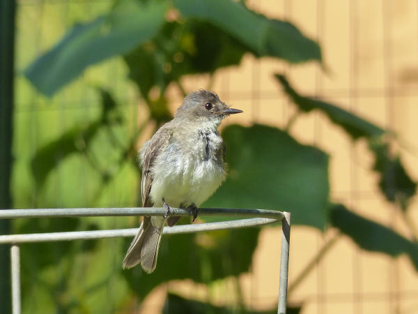 Eastern Phoebe