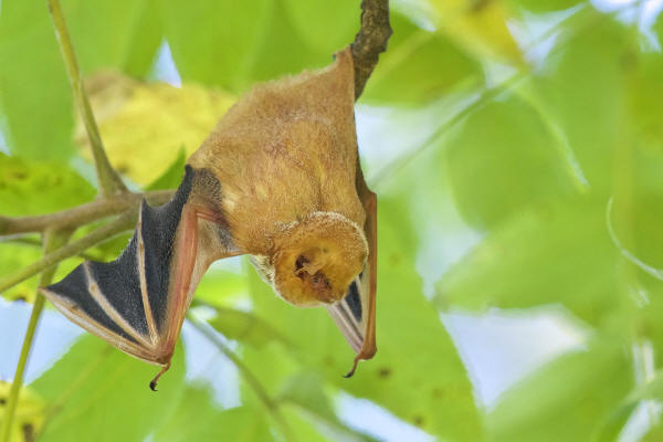 Eastern Pipistrelle