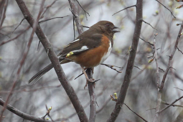 Eastern Towhee