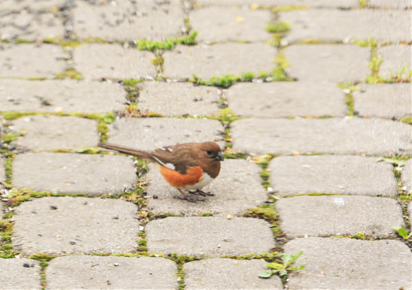 Eastern Towhee