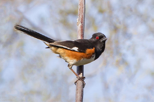 Eastern Towhee