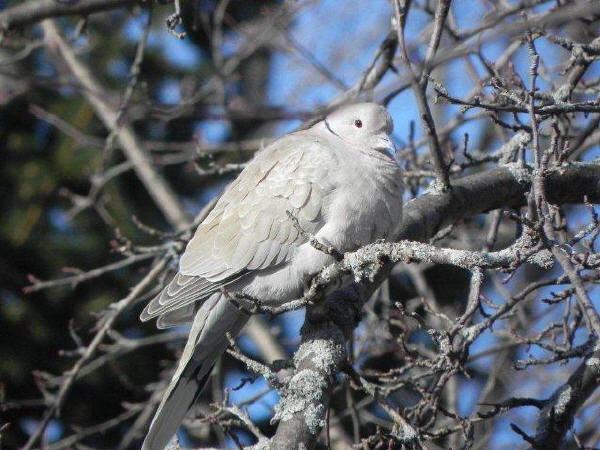 Eurasian Collared-Dove