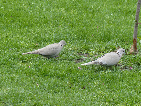 Eurasian Collared-Doves