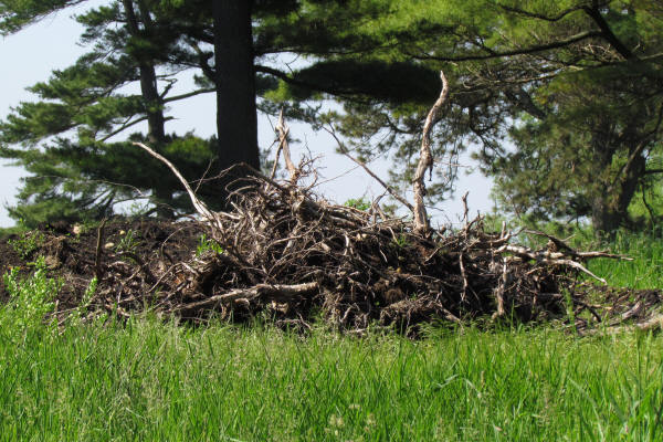 Fallen nest