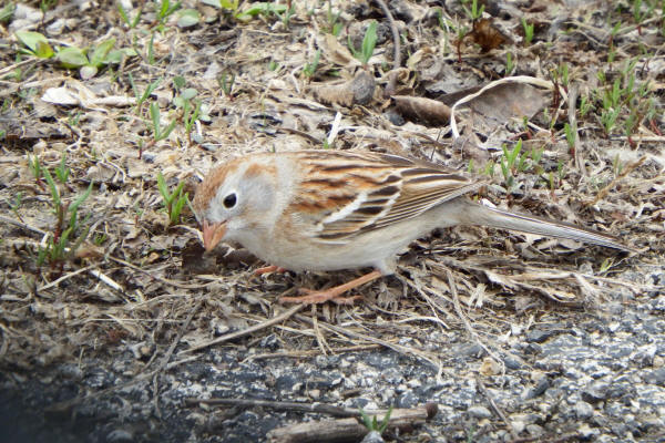 Field Sparrow