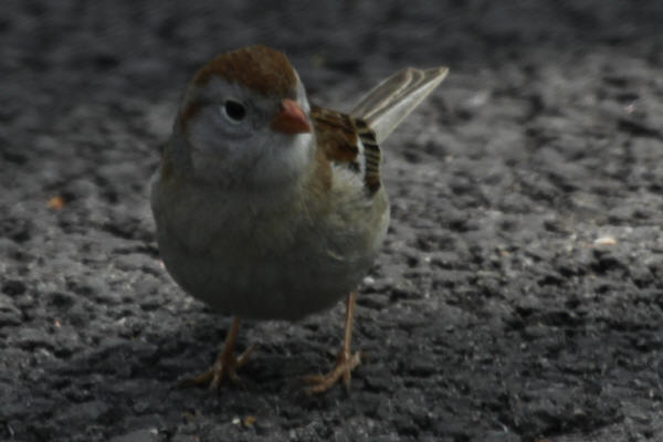 Field Sparrow
