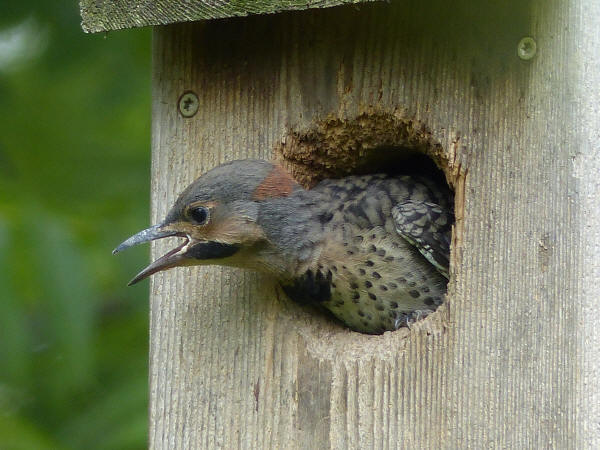 Flicker nestling
