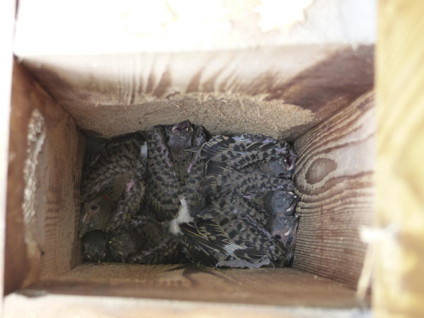 Northern Flicker nestlings