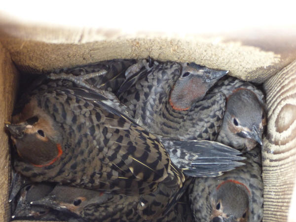 Flicker nestlings