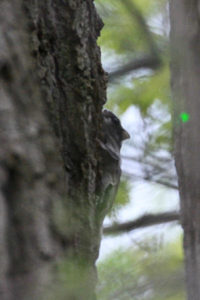 Flying Squirrel