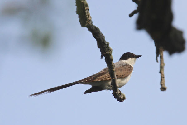Fork-tailed Flycatcher