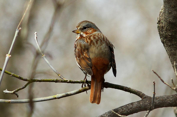 Fox Sparrow