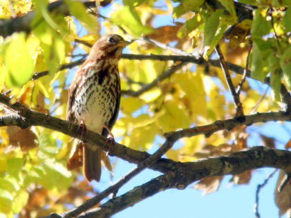 Fox Sparrow