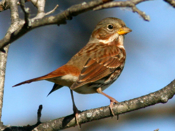 Fox Sparrow