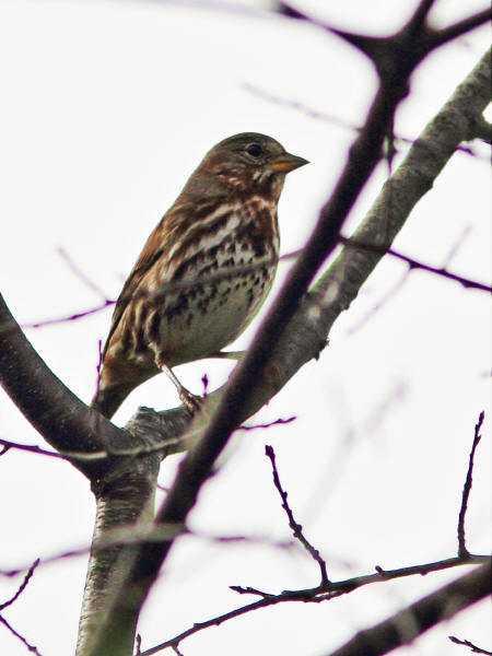 Fox Sparrow