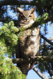 Great Horned Owl