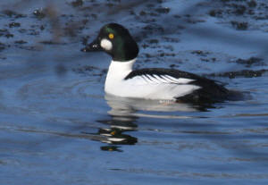 Common Goldeneye