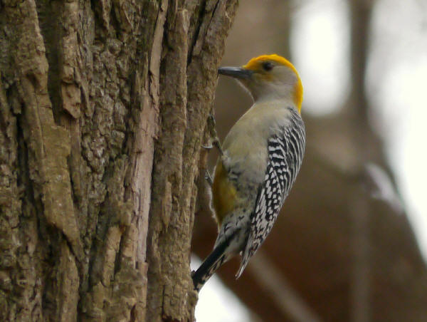 Gold morph Red-bellied Woodpecker