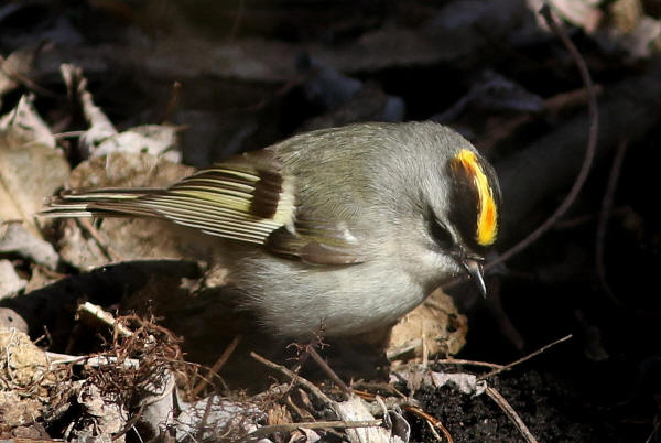 Golden-crowned Kinglet