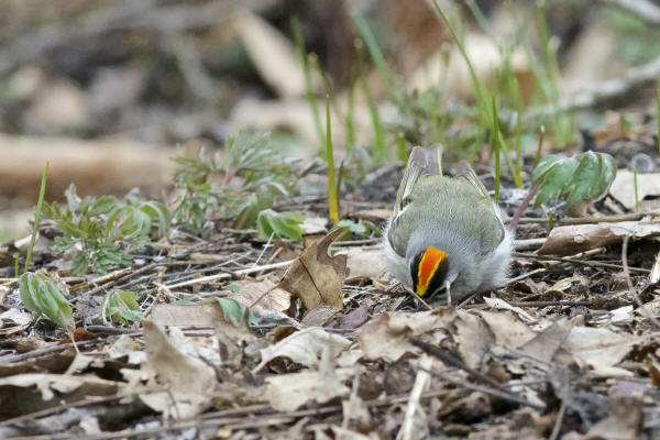 Golden-crowned Kinglet
