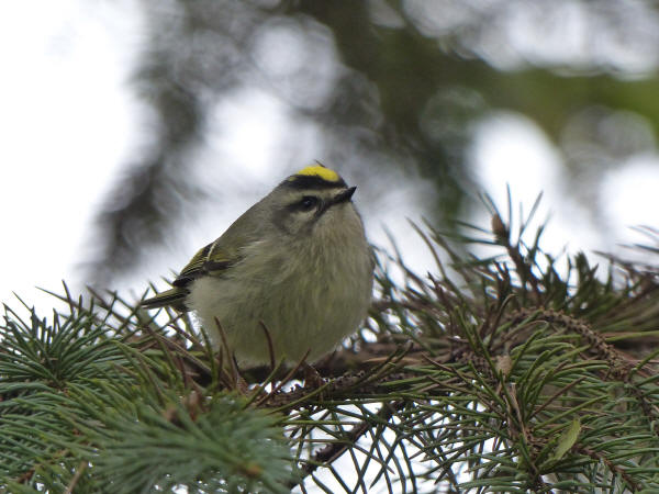 Golden-crowned Kinglet
