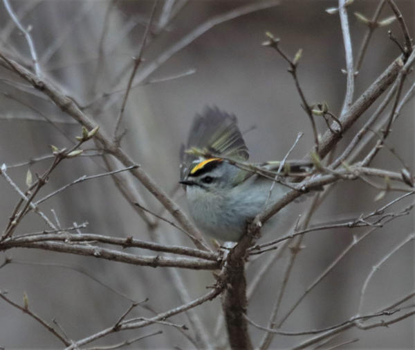 Golden-crowned Kinglet