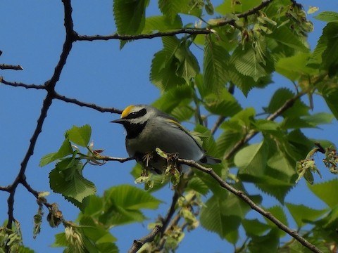 Golden-winged Warbler