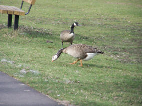 Goose Hybrid