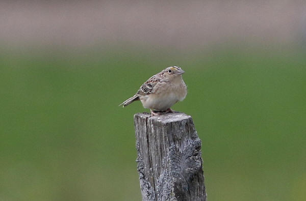 Grasshopper Sparrow