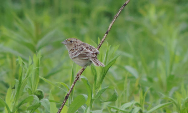 Grasshopper Sparrow