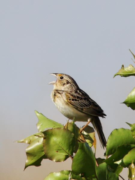 Grasshopper Sparrow
