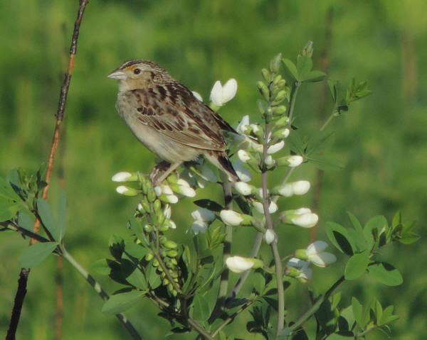 Grasshopper Sparrow