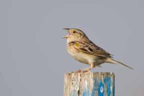 Grasshopper Sparrow