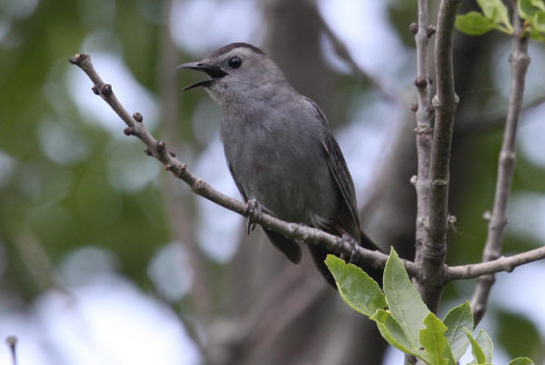Gray Catbird