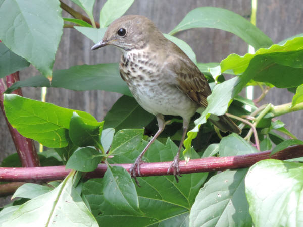 Gray-cheeked Thrush