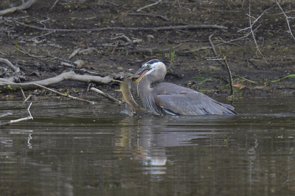 Great Blue Heron