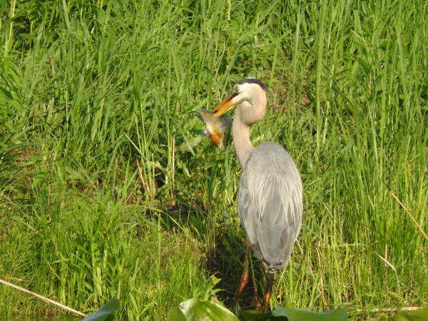 Great Blue Heron