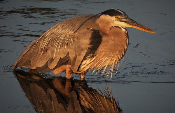 Great Blue Heron