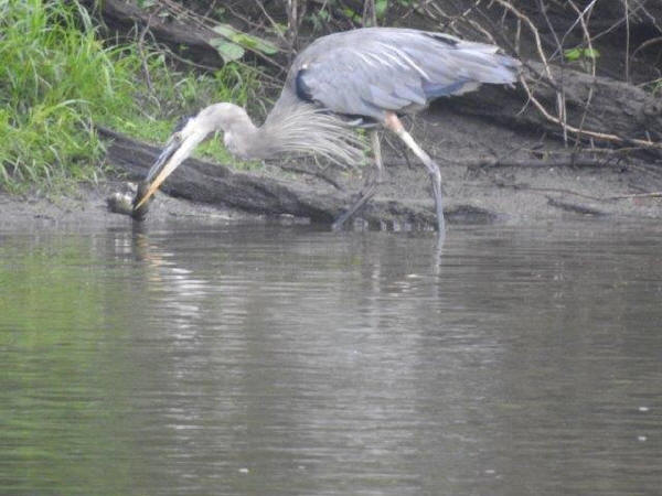 Great Blue Heron with fish