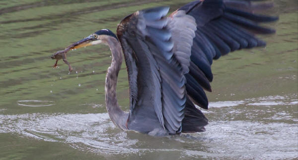 Great Blue Heron