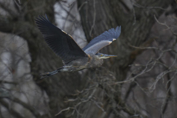 Great Blue Heron