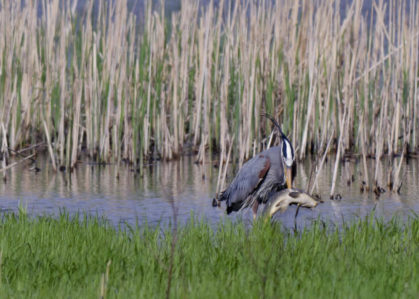 Great Blue Heron