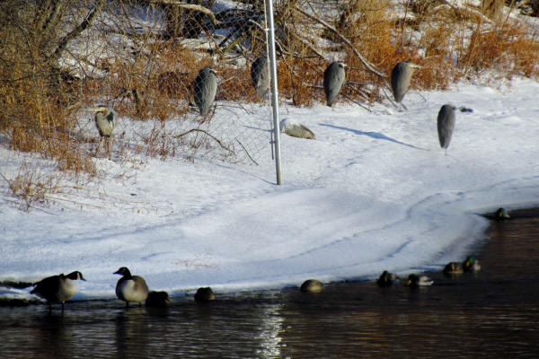 Great Blue Herons
