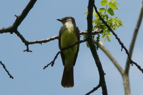Great Crested Flycatcher
