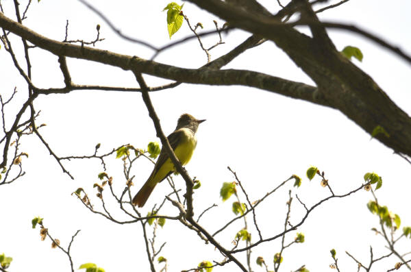 Great Crested Flycatcher