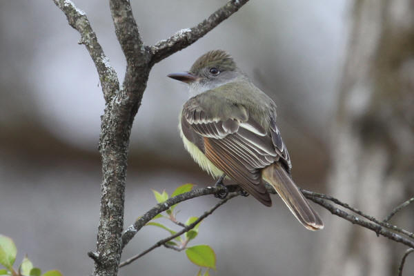 Great Crested Flycatcher