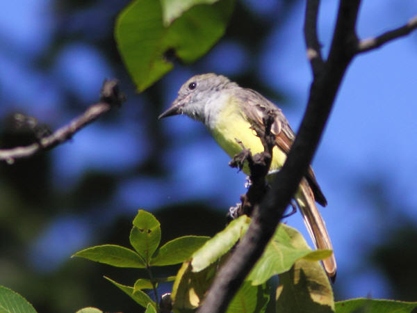 Great Crested Flycatcher