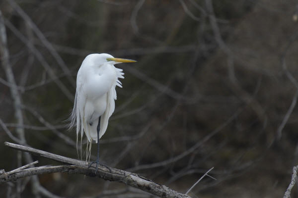 Great Egret
